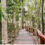 Rainforest boardwalk
