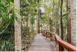 Rainforest boardwalk